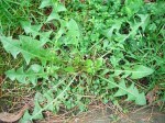 dandeliongrn