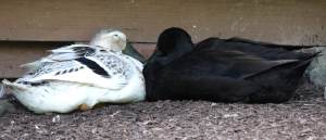 Gladys loves Fannie...and all her sisters.