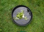 LettuceBowl