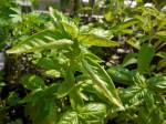 Basil2