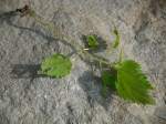 WeedPlant