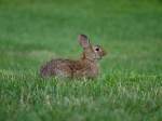 BunnyinGrass
