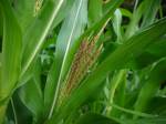 CornTassel