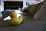 CouchDuck
