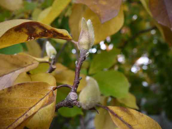 BuddingMagnolia
