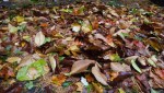 LeafPiled