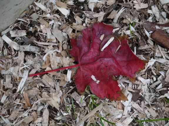 RedLeaf