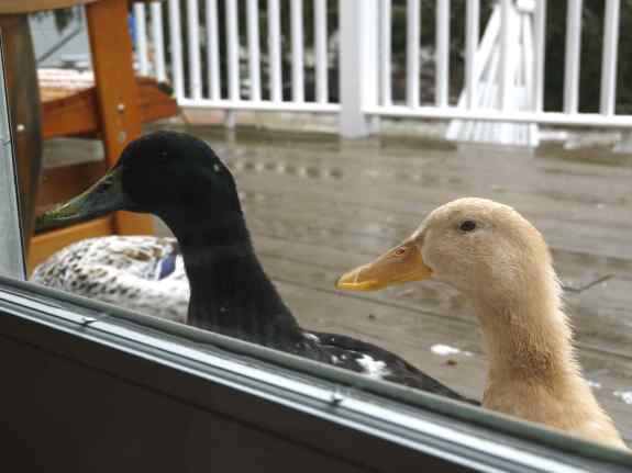 Bet they have widescreen TV, too.