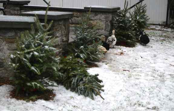 Pining for the fjords?**