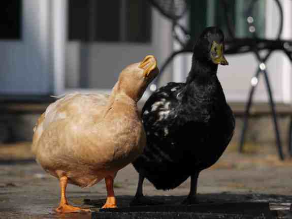 No, definitely.  It's a plane.