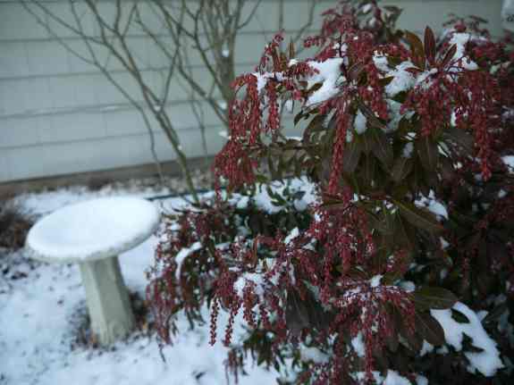 Japanese pieris adds winter interest.