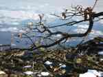BranchIce