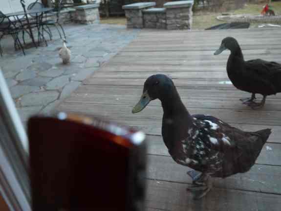 The all-new QuackBerry!