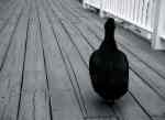 LoneDuck