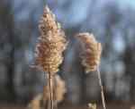 MarshGrass