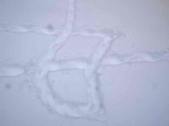 Squirrel GPS set at high magnification.