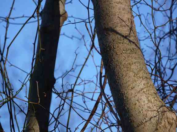 Everything is illuminated on a bright January day.