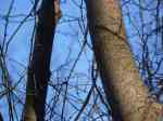 TreeTrunks