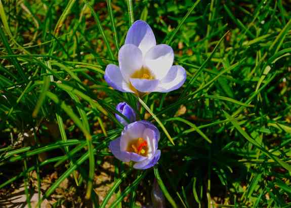 CrocusTrio