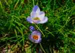 CrocusTrio