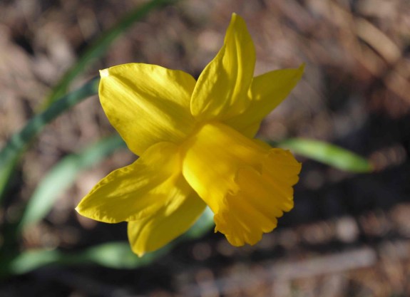 Daffydil