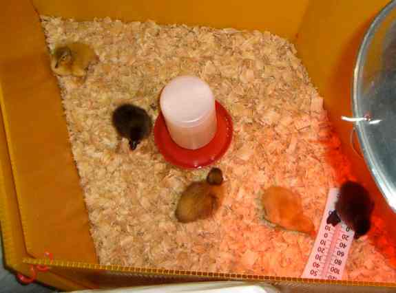 First the egg, then the airplane, now this???