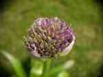 Allium2
