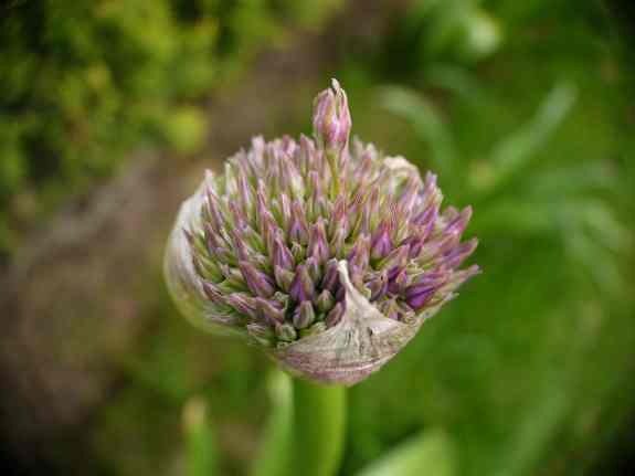 Allium3
