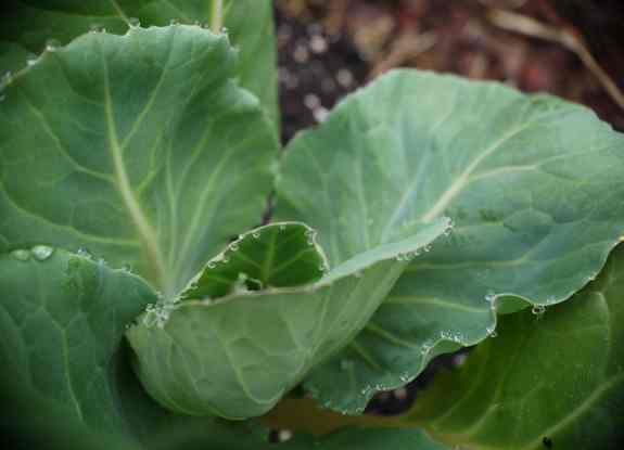 GreenCabbage
