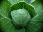 Cabbage1
