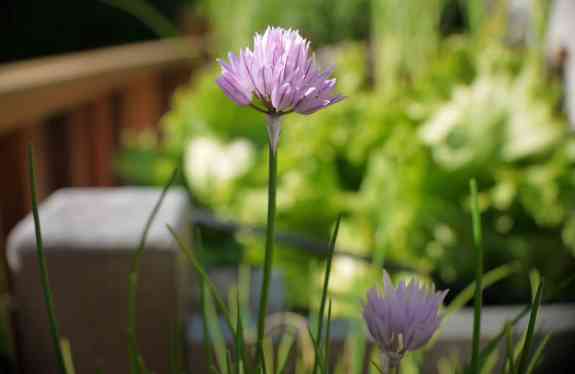 Chives