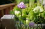 Chives
