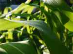 CornLeaf3