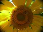 SunnyBee1