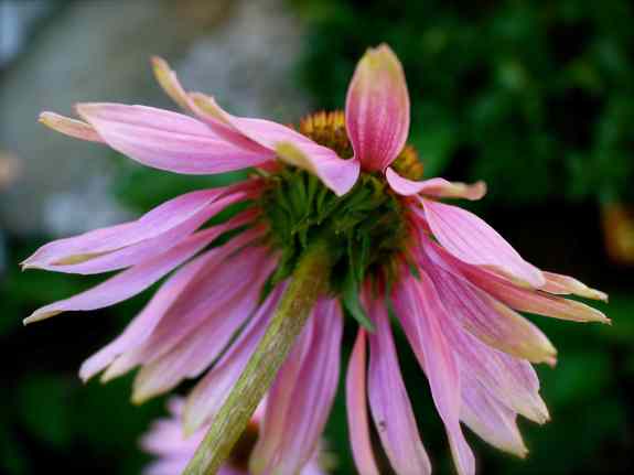 Coneflower
