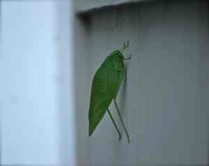 KatydidToo
