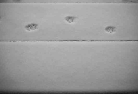 CatSteps