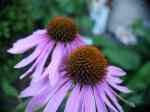 Coneflower