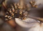 DryHydrangea5