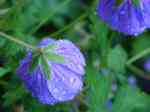Geranium