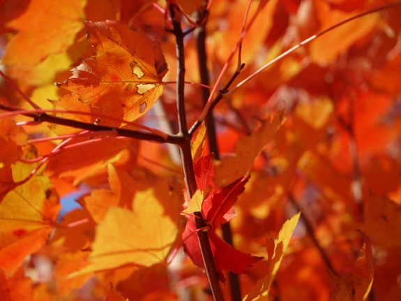 RedMaple1