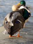 NeatDuck1