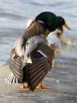 NeatDuck2
