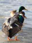 NeatDuck3