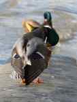 NeatDuck4