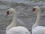 Swans3