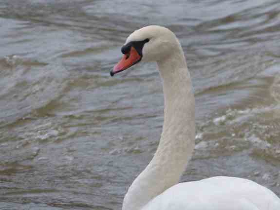 Swans4