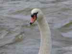 Swans5
