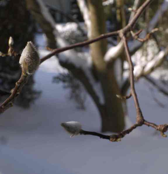 MagnoliaBuds