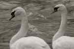 SwanPair